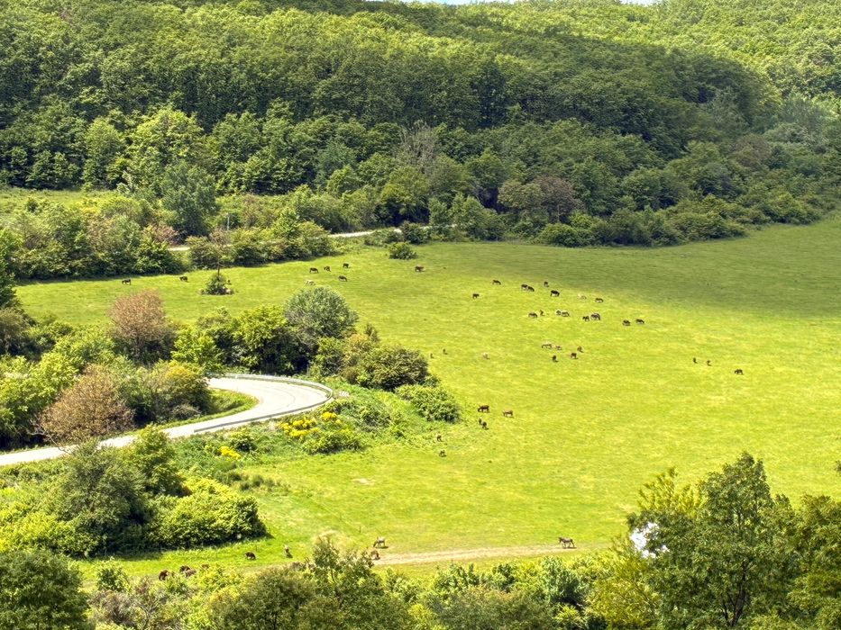 Oportunitate rară! Turmă de 170 măgari disponibili imediat!