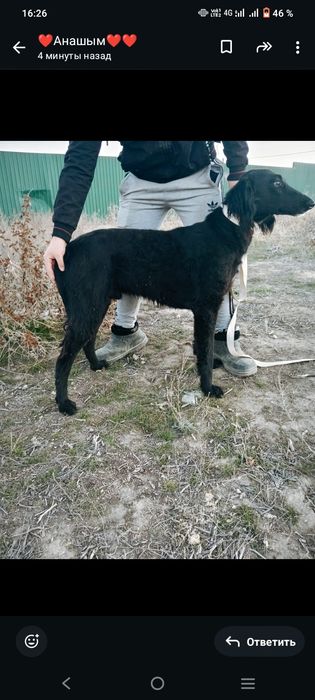 Тазы ит собака тазы