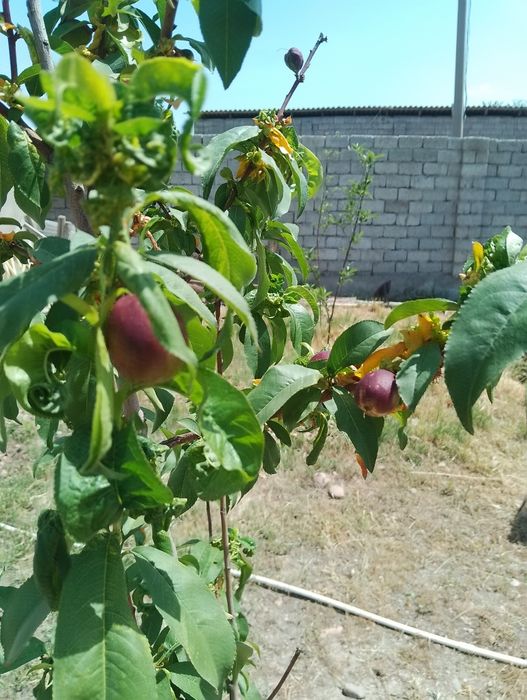 Продам Дачу 6 соток. Таш море