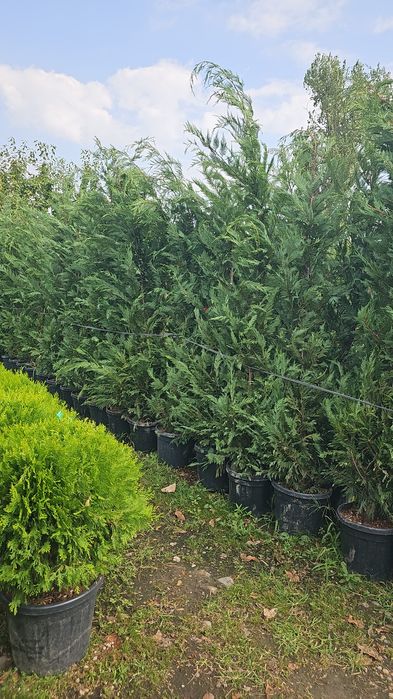 Lelandy tuia smarald laur englezesc