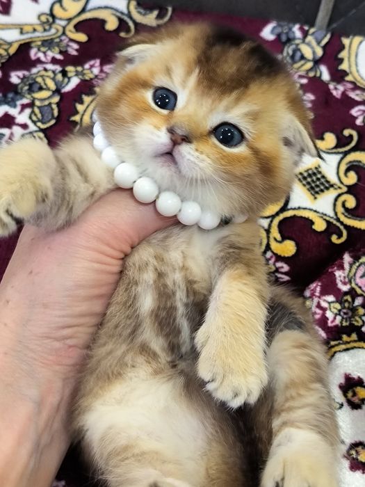 Чистокровные котята