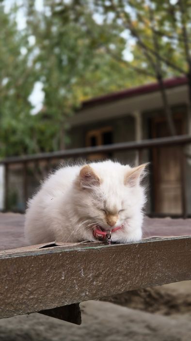 Бесплатные кошки