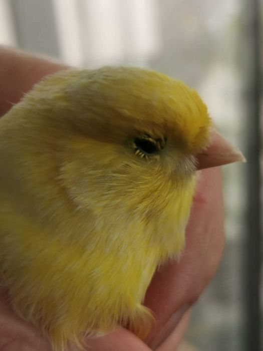 Canari și cănărițe Roller Suceava