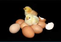 Инкубационные куринные яйца для инкубатора