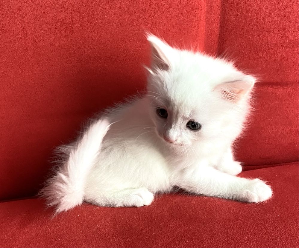 Pisica Angora Turceasca pisicuta alba frumoasa ochi albastri / verzi