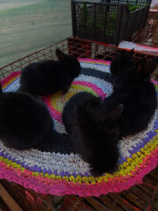 Karlik baran quyon bollar