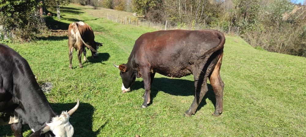 Vaci de vanzare si vitei