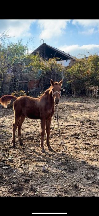 Тай жабағы сатылалы