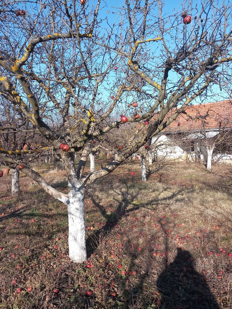 Продава се Парцел в с. Шишковци, Област Кюстендил - 1650 кв.м за 37 €/кв.м - Снимка #6