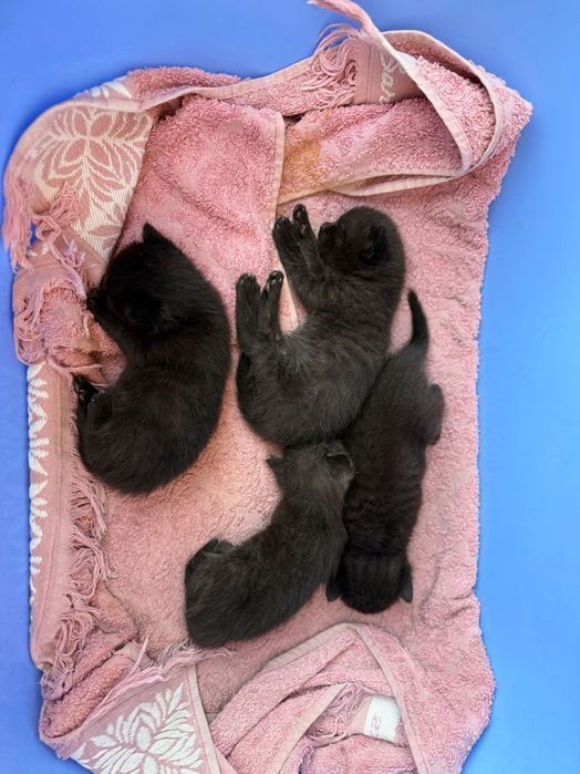 Котята от скоттиш фолд в хорошие руки. Mushuklar bepul boqishga 3 dona