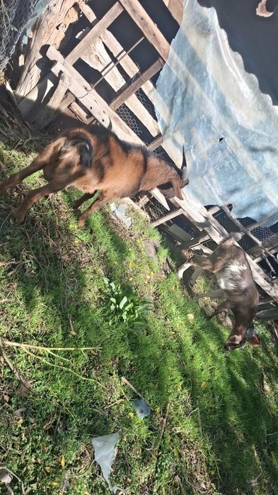 Vând țap alpin francez