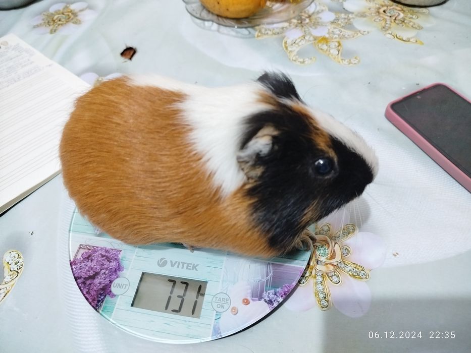 Морские свинки домашние