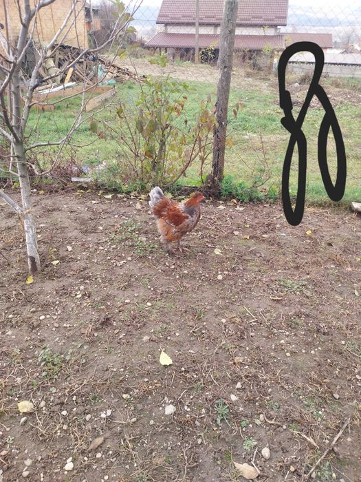 Vand cocosi si puici motati