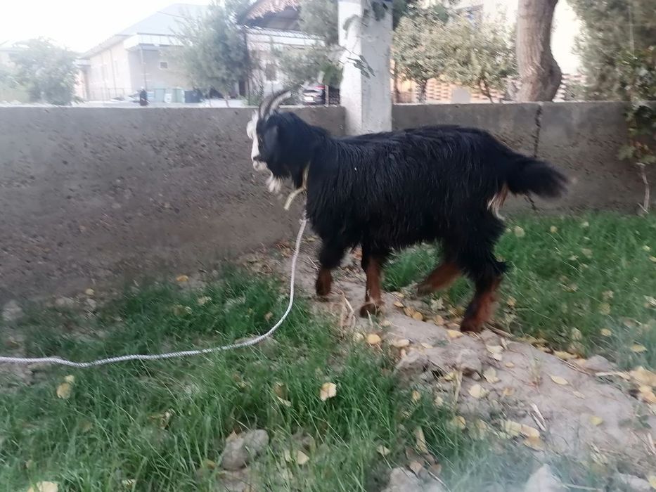 Echki sotiladi badani semiz nar axta qilingan