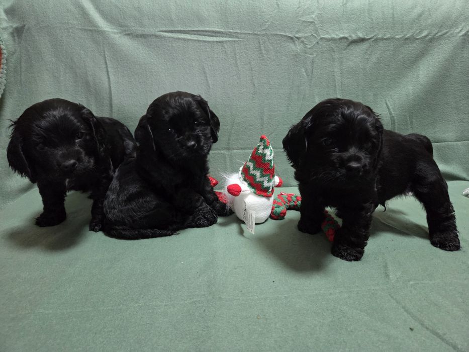 Продавам малки сладки кученца кокер шпаньол