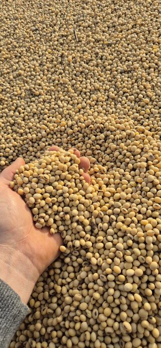 Soia an producție 2025