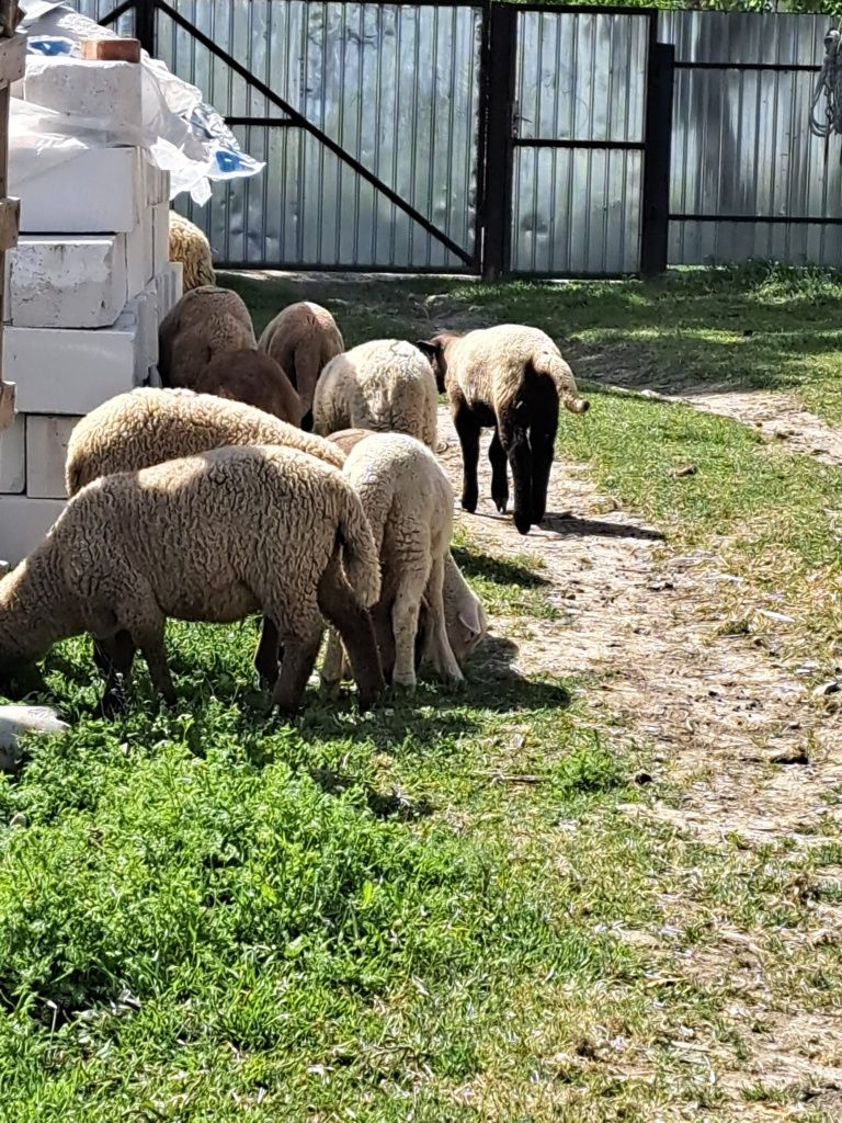 Vând mei pt Paști