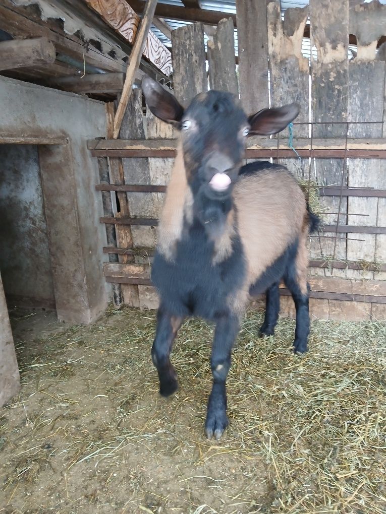 Vând țap de rasa alpin france