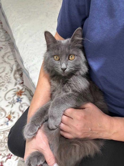 Отдадим в хорошие руки котёнка