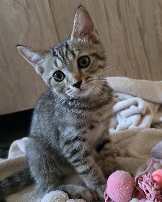 Puiut British Shorthair