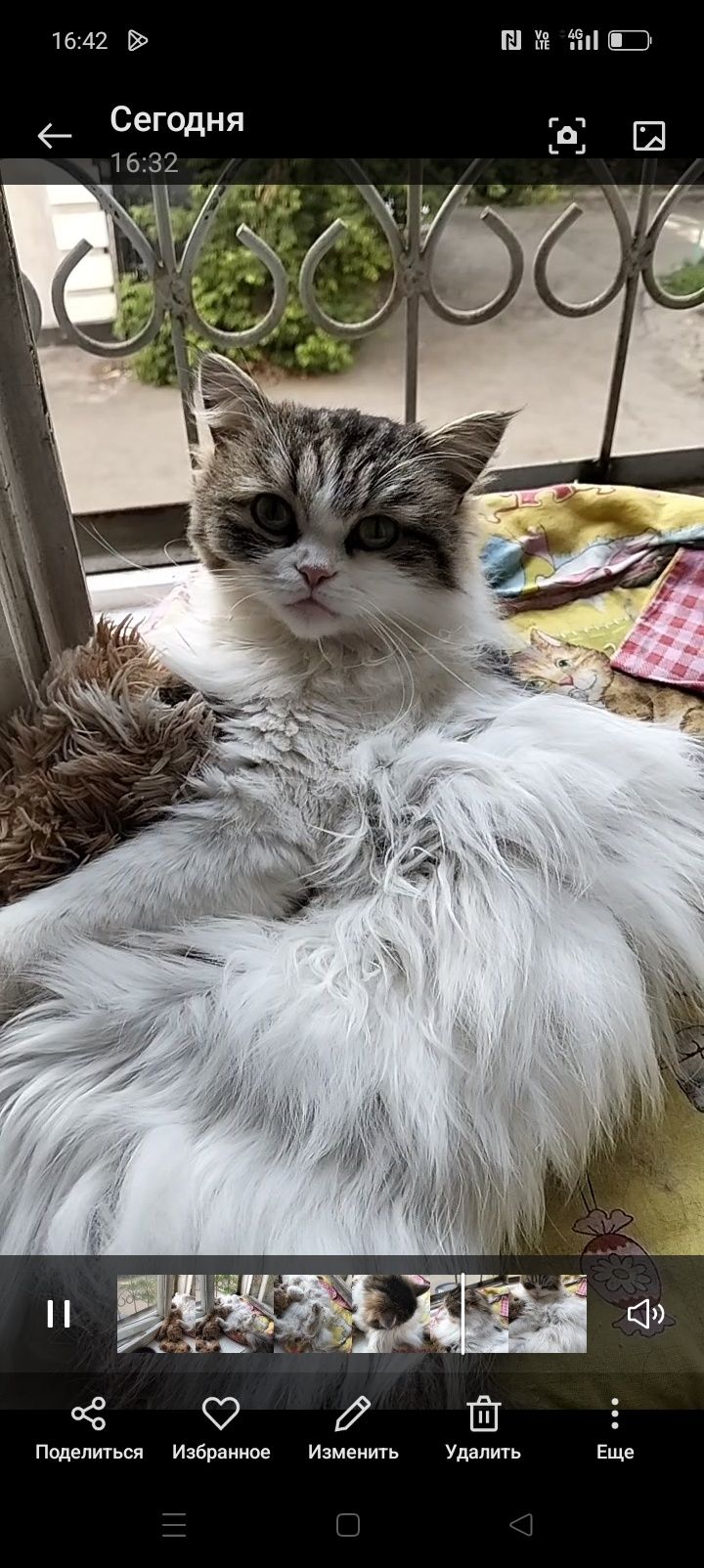 Отдам красивую кошечку