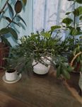 Декабрист,комнатный цветок продается.Комнатное растение