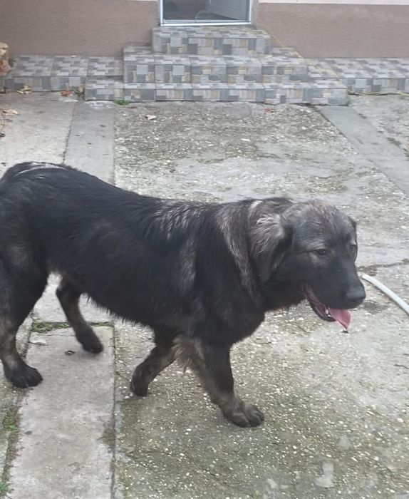 Femela ciobanesc carpatin