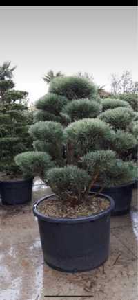 Plante ornamentale pin  bonsai,copaci,tufă