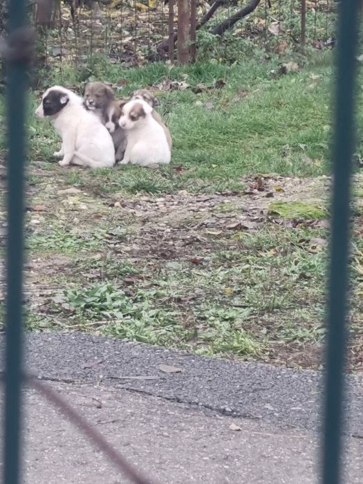 Adopție caini , băieți si fete