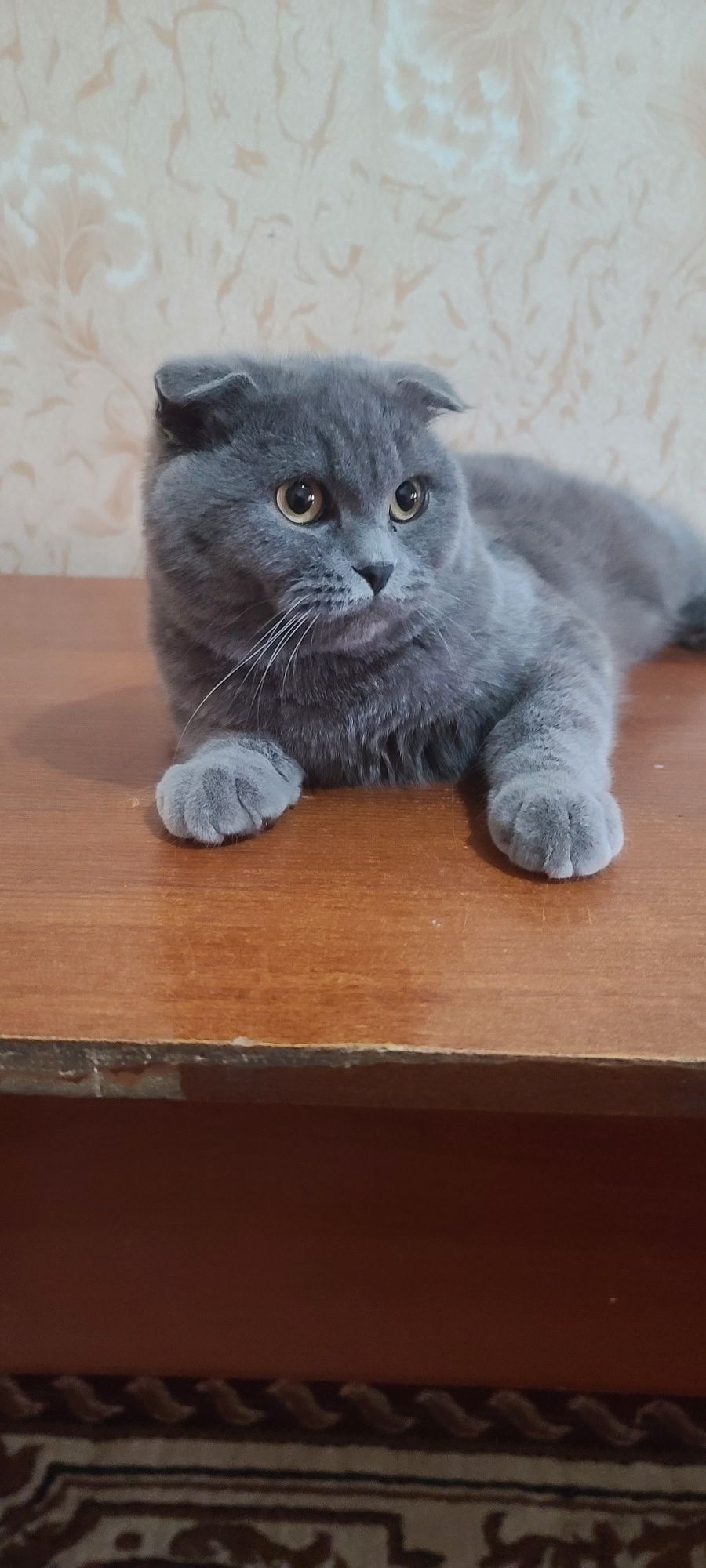 Шотландский скотиш фолд вязка