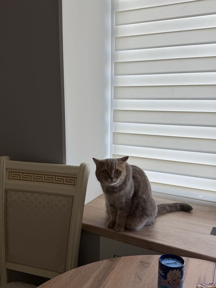Отдам кота в доюрые руки