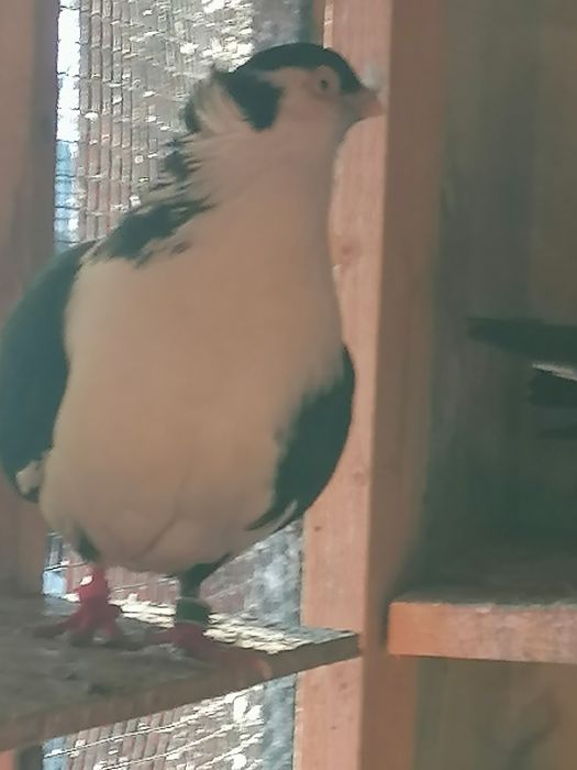 Porumbei  de vânzare