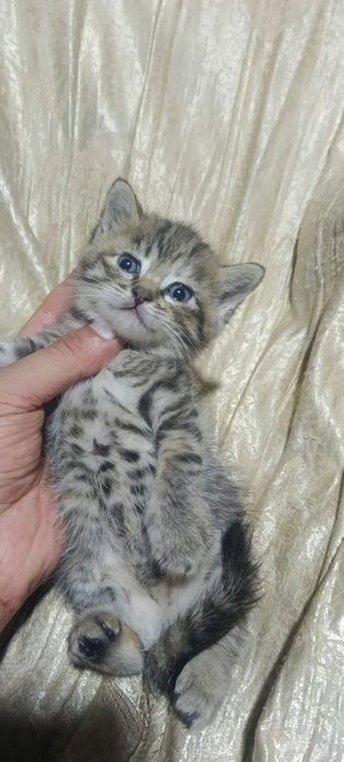 Котята отдам в хорошие руки, mushuk bolalari ishonchli qollarga berila