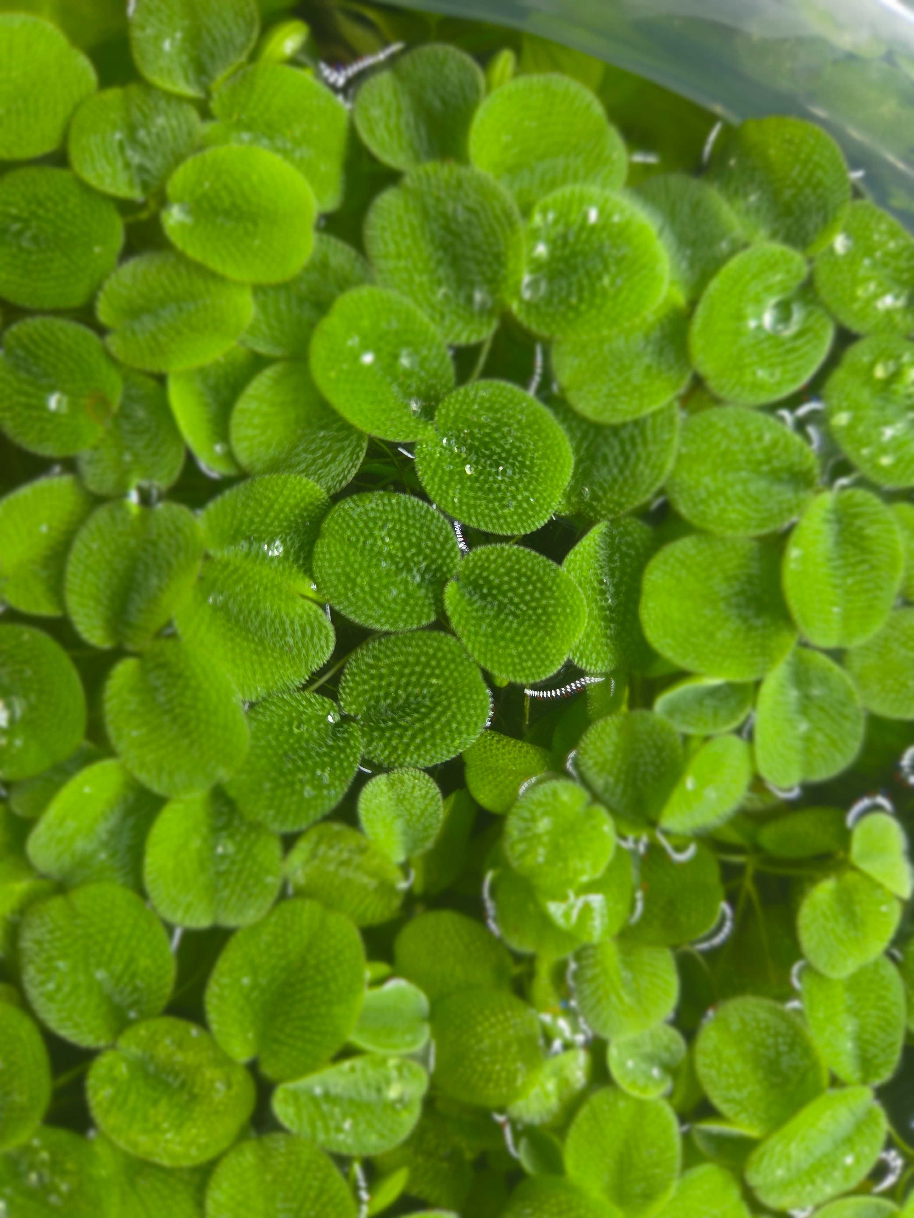 Плаващи водорасли за аквариум Salvinia minima