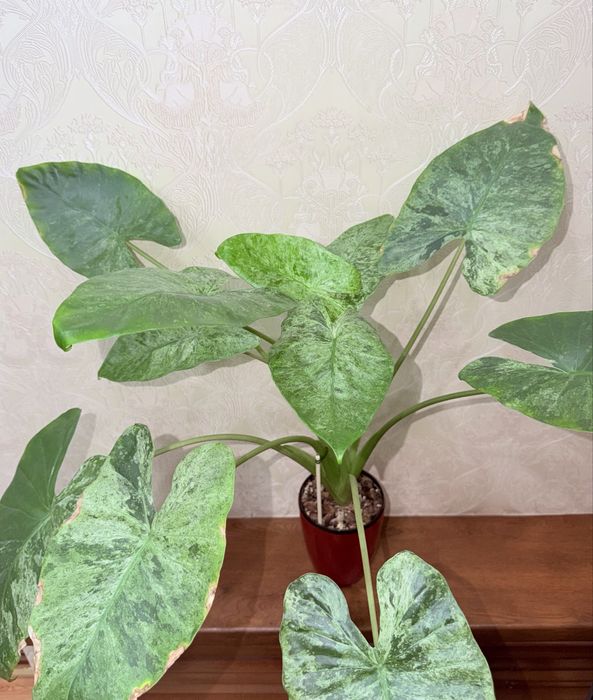 Алоказия, комнатные растения, комнатные цветы