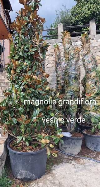 Magnolie de vânzare
