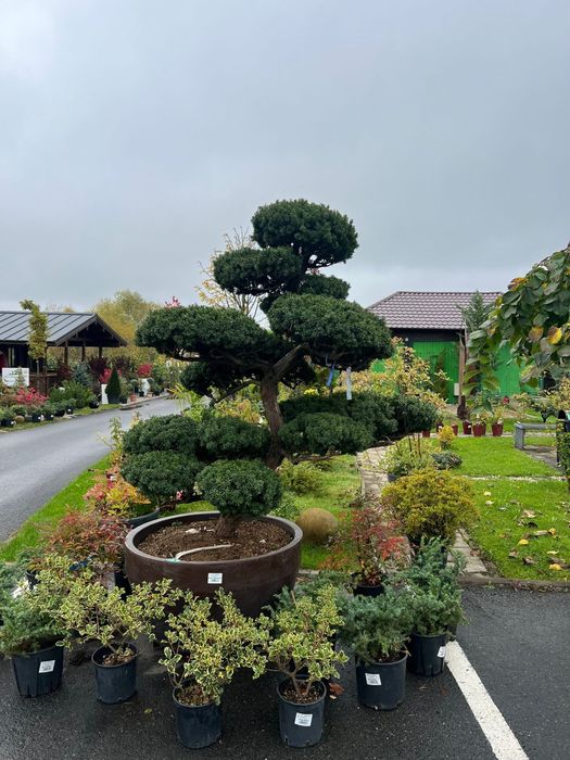 Tuia zmarad Lilandi artari japonez bosai pom poni brazi argiti spirale