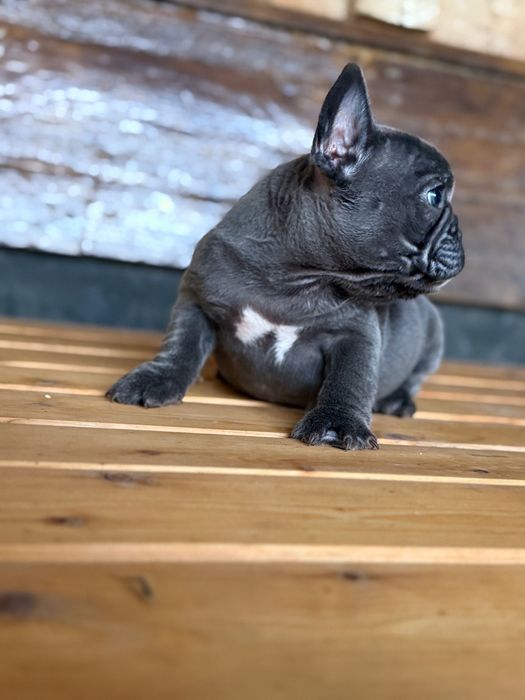 Bulldog francez blue