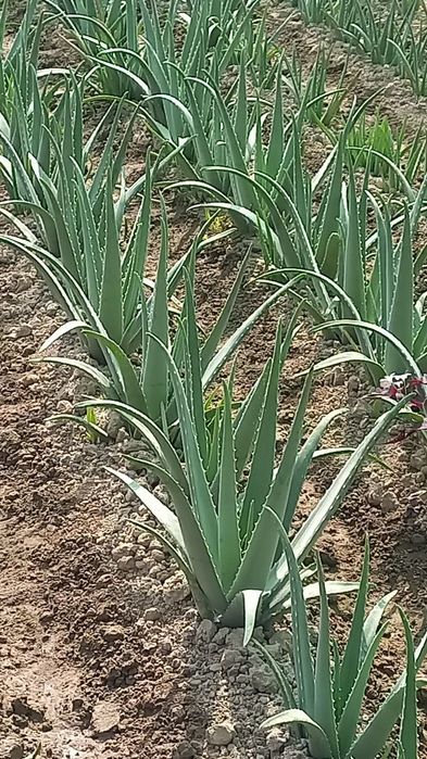 Aloe vera guli sotiladi.