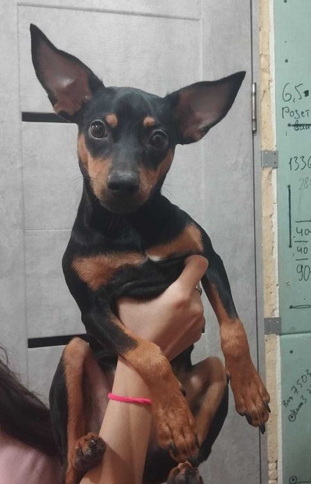 6-ти месячный щенок цвергпинчера, девочка