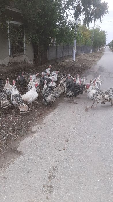 Curci și curcani de vânzare!