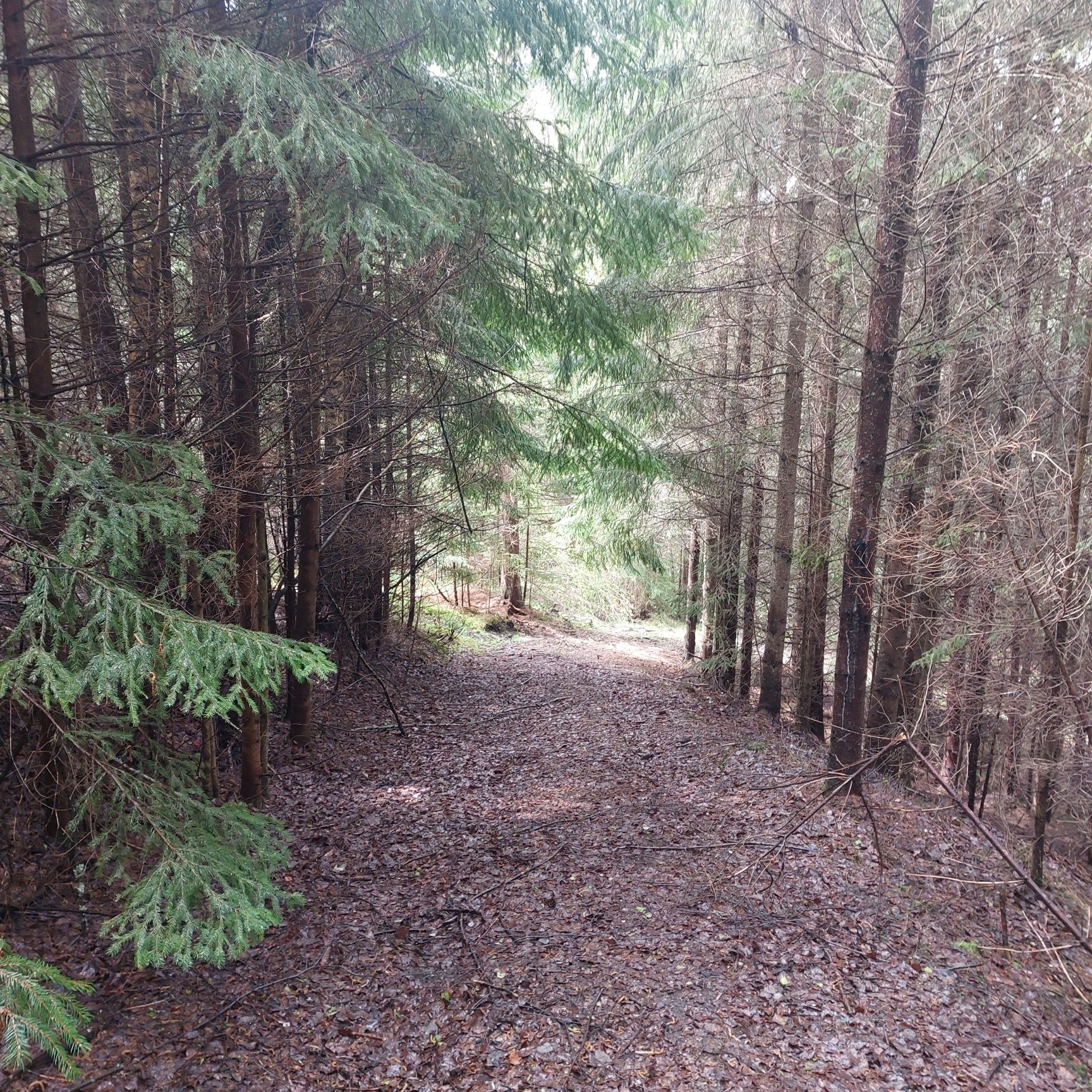 Vand teren in Bucovina!! 2.5 ha din care 7000 m2 intravilan