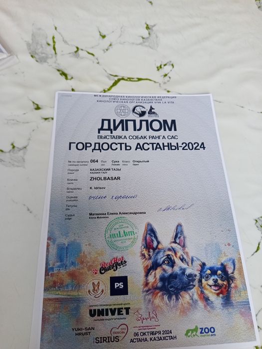 Сұлу тазы сатылады