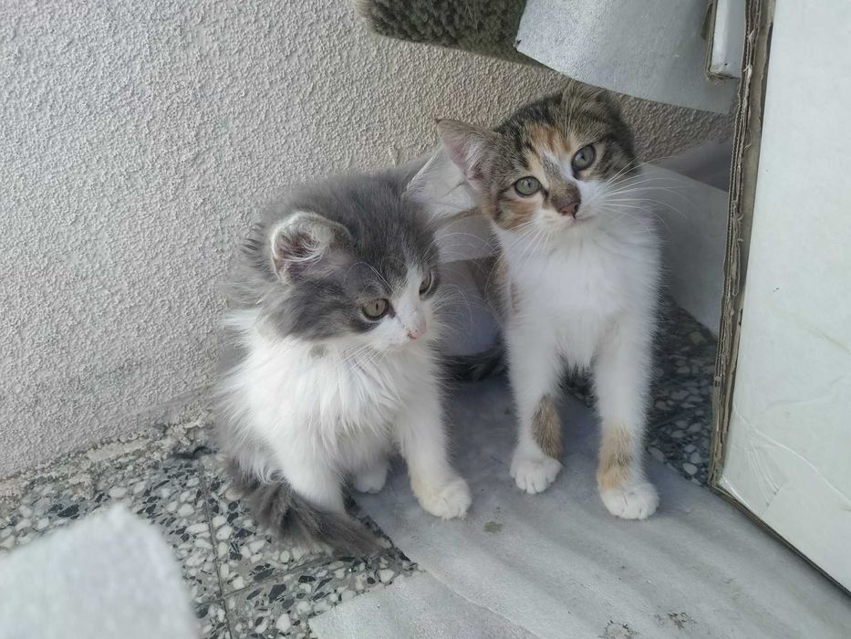 Четири пухкави момиченца търсят дом и любящи стопани