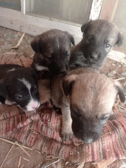 Кушиклер сатылады бесплатно