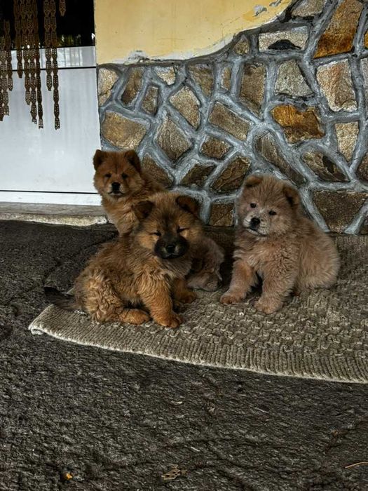 Продавам чау-чау кученца