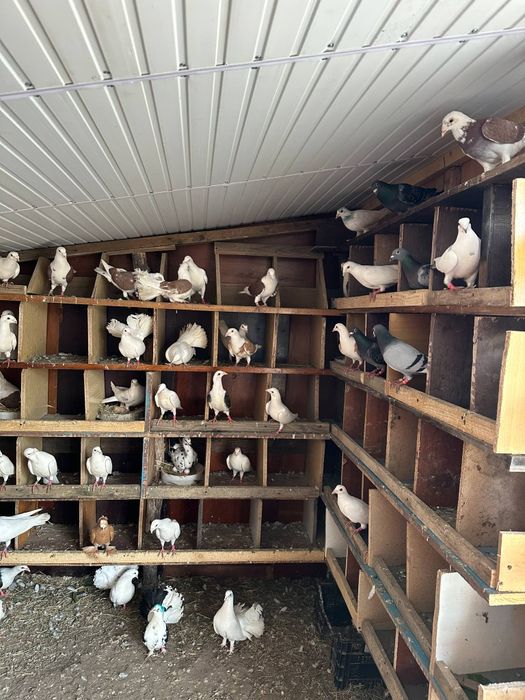 Porumbei diferite rase