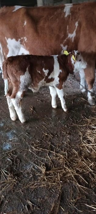 Vând vițel de o săptămână