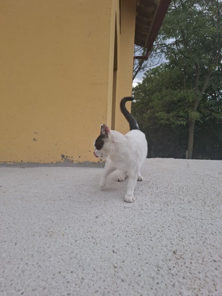 Коте Белчо търси дом