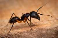 Муравьи | Camponotus renggeri